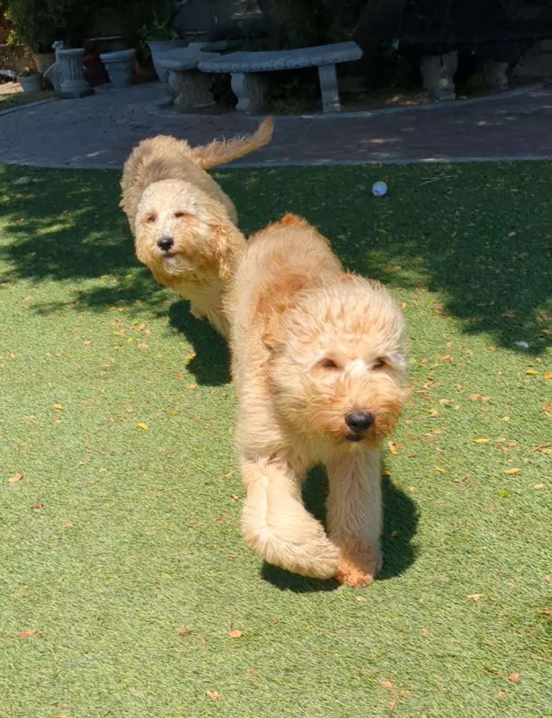 Enlarge Alfalfa & Darla, a Adopted Goldendoodle in Mira Loma, CA image 1/4
