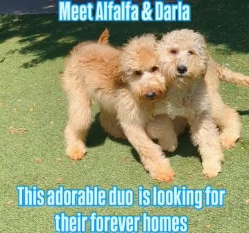 Alfalfa & Darla, an adoptable Goldendoodle in Mira Loma, CA, 91752 | Photo Image 2