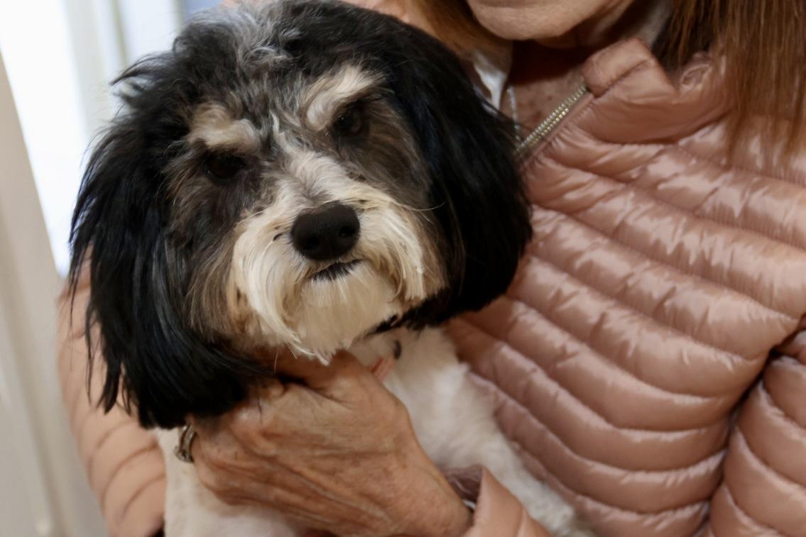 Enlarge Camden, a ADOPTABLE Havanese in POTOMAC, MD image 3/6