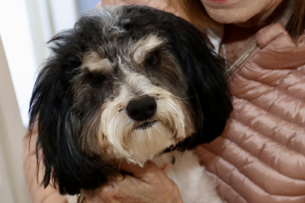 Enlarge Camden, a ADOPTABLE Havanese in POTOMAC, MD image 4/6