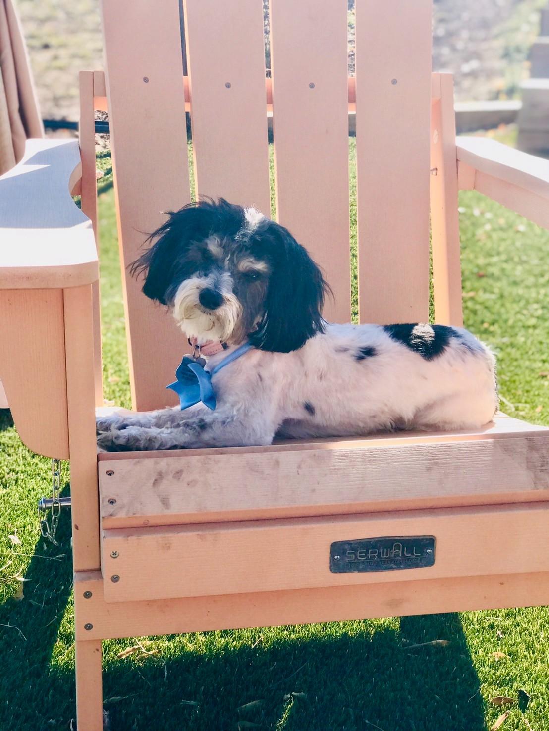 Enlarge Camden, a ADOPTABLE Havanese in POTOMAC, MD image 2/6