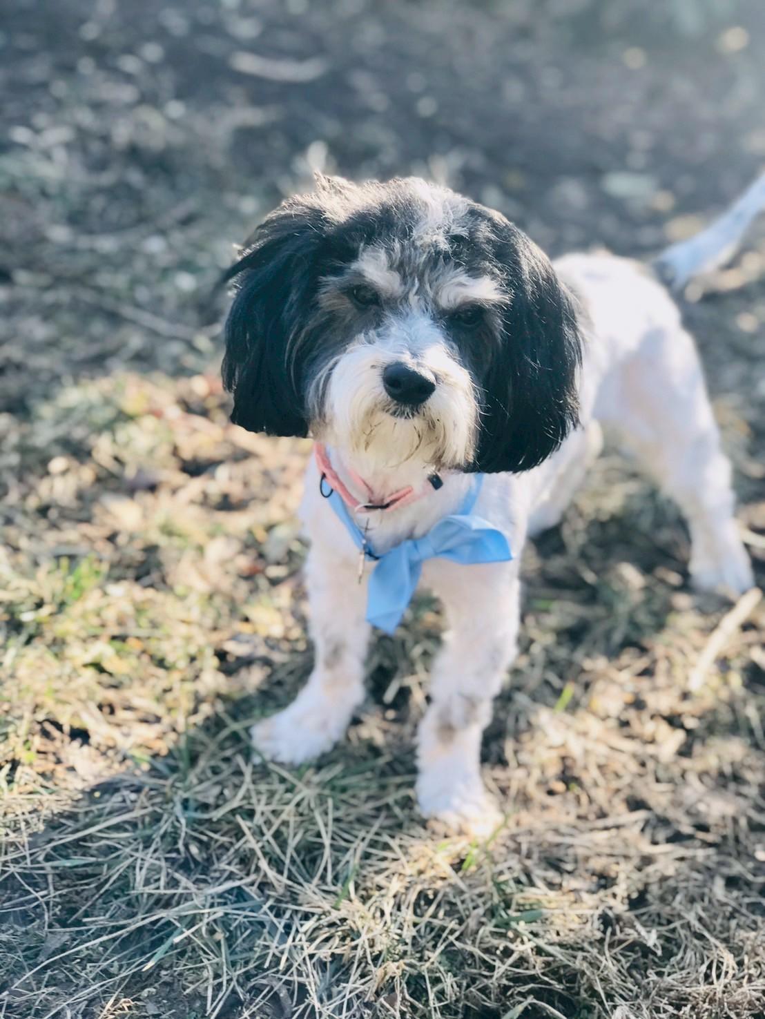 Camden, ADOPTABLE, Young Male Havanese.