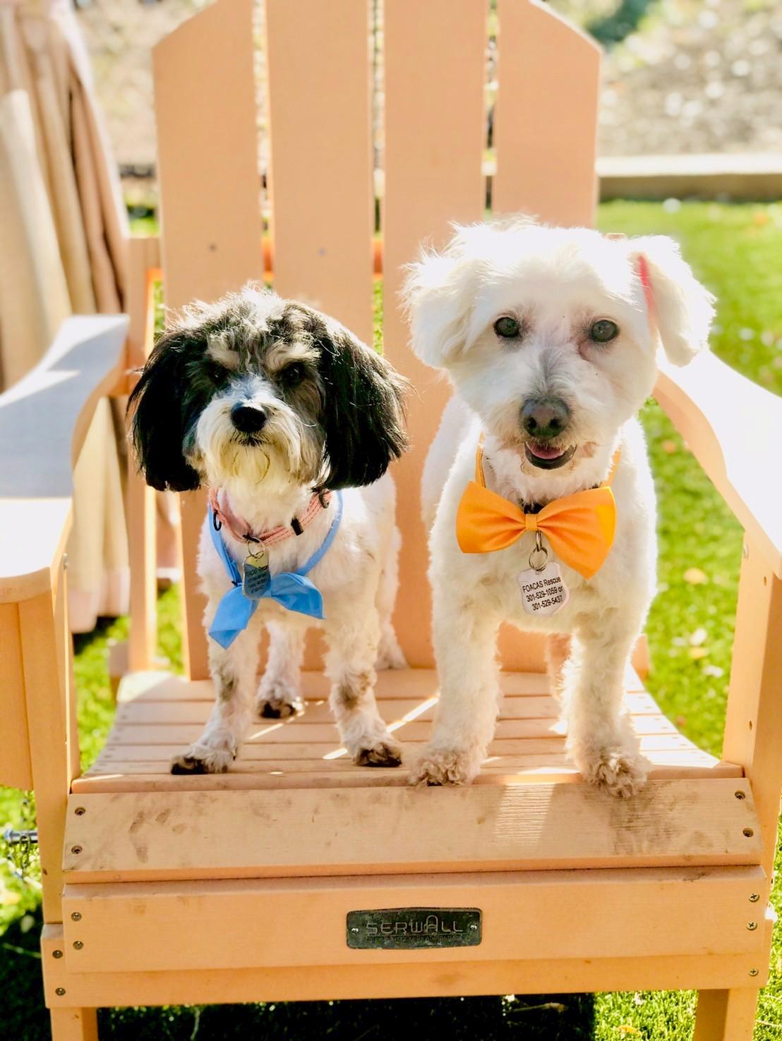 Enlarge Camden, a ADOPTABLE Havanese in POTOMAC, MD image 5/6