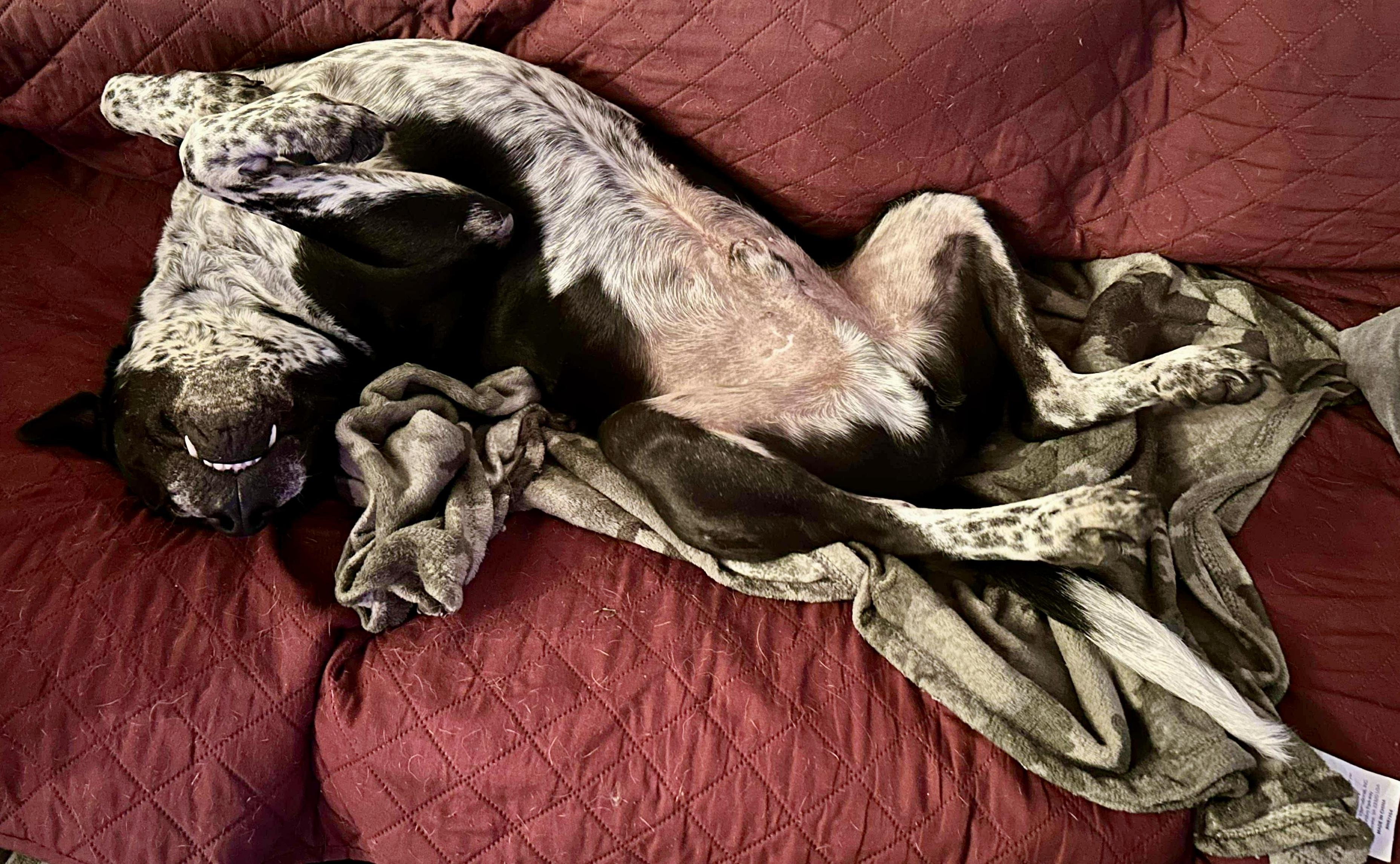 Brody — thumbnail 2