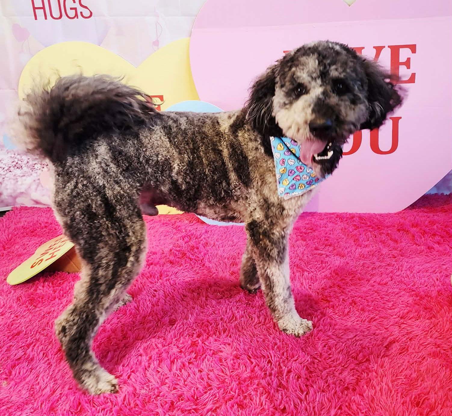 Enlarge Oakley (m), a Adoptable mixed breed in Lee's Summit, MO image 2/3