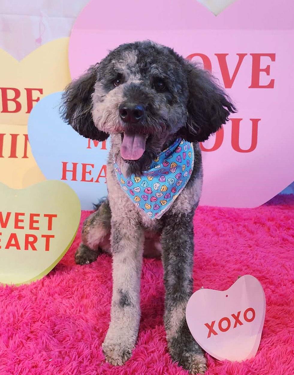 Enlarge Oakley (m), a Adoptable mixed breed in Lee's Summit, MO image 3/3