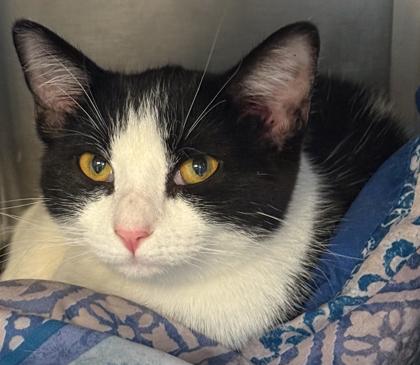 Jordi, Adoptable, Young Female Domestic Short Hair & Domestic Short Hair.