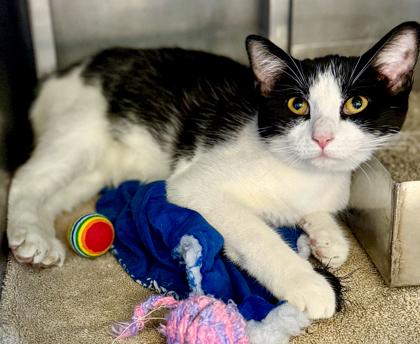 Enlarge Jordi, a Adoptable mixed breed in Baraboo, WI image 2/2