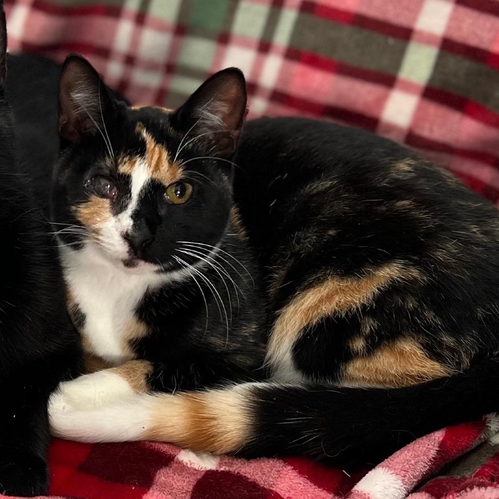 Enlarge Sweet Potato, a Adoptable Domestic Short Hair in Oceanside, NY image 1/1