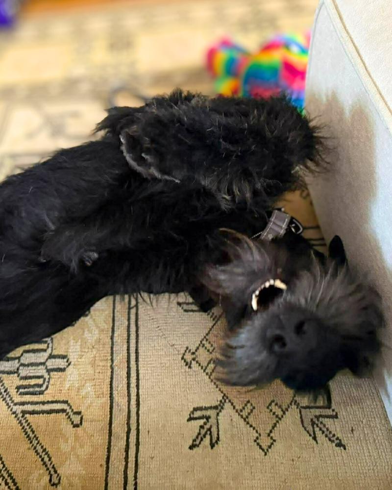Enlarge Batman, a Adoptable Giant Schnauzer in Wayne, NJ image 2/3