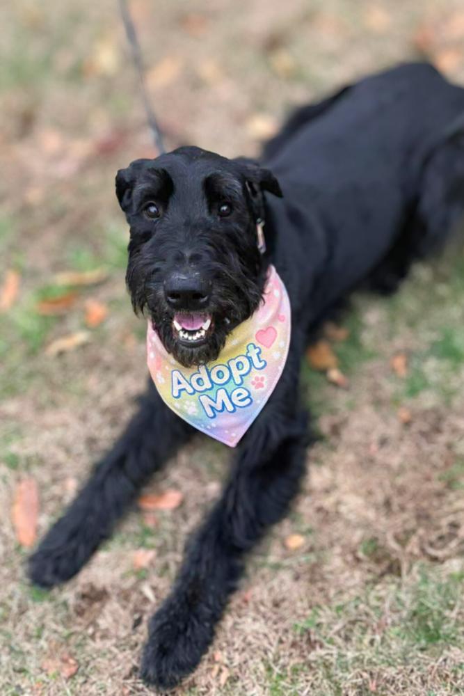 Batman, Adoptable, Adult Male Giant Schnauzer.