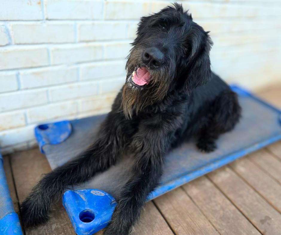 Enlarge Batman, a Adoptable Giant Schnauzer in Wayne, NJ image 3/3