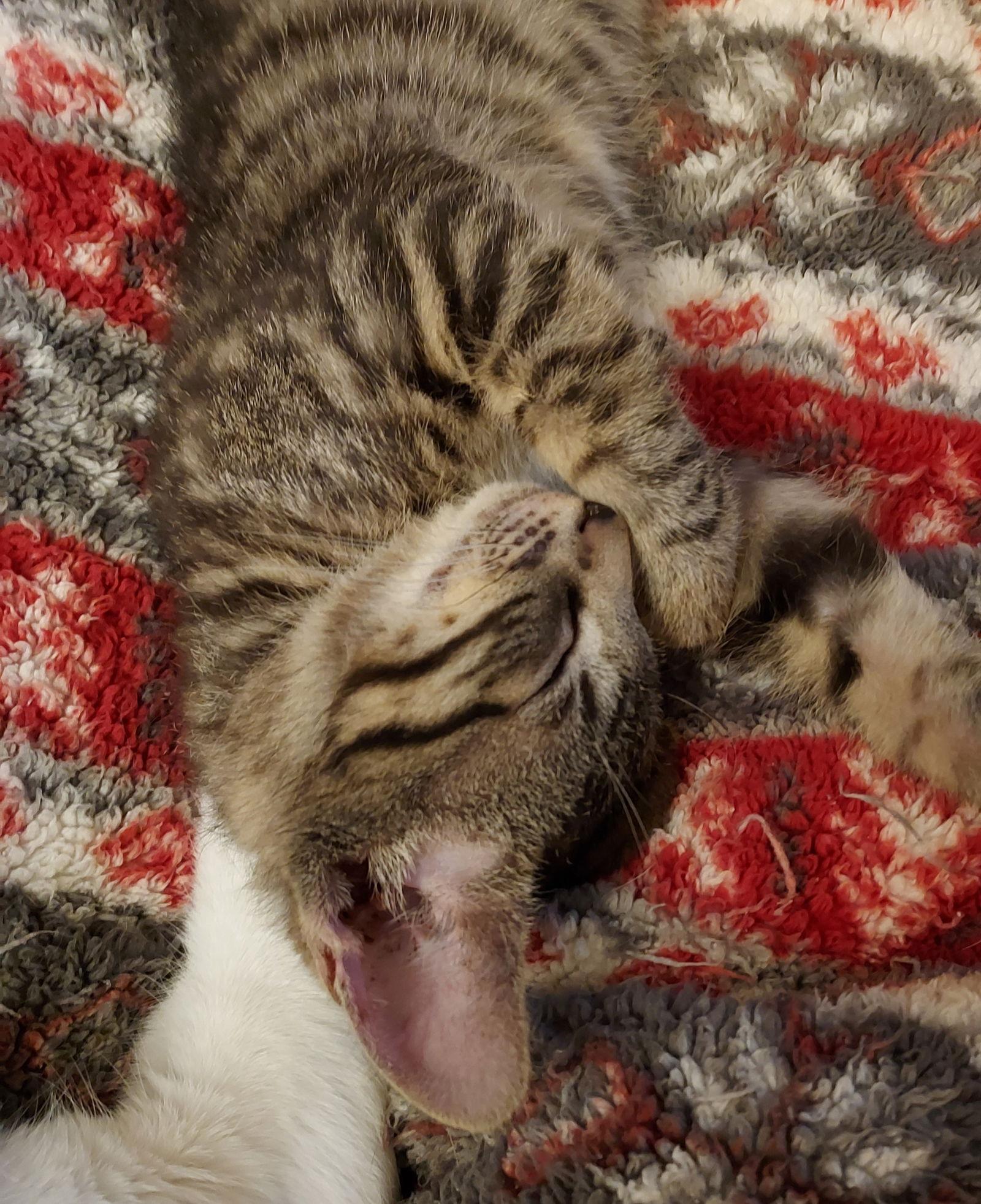 Poseidon, Adoptable, Young Male Tabby & Domestic Short Hair.