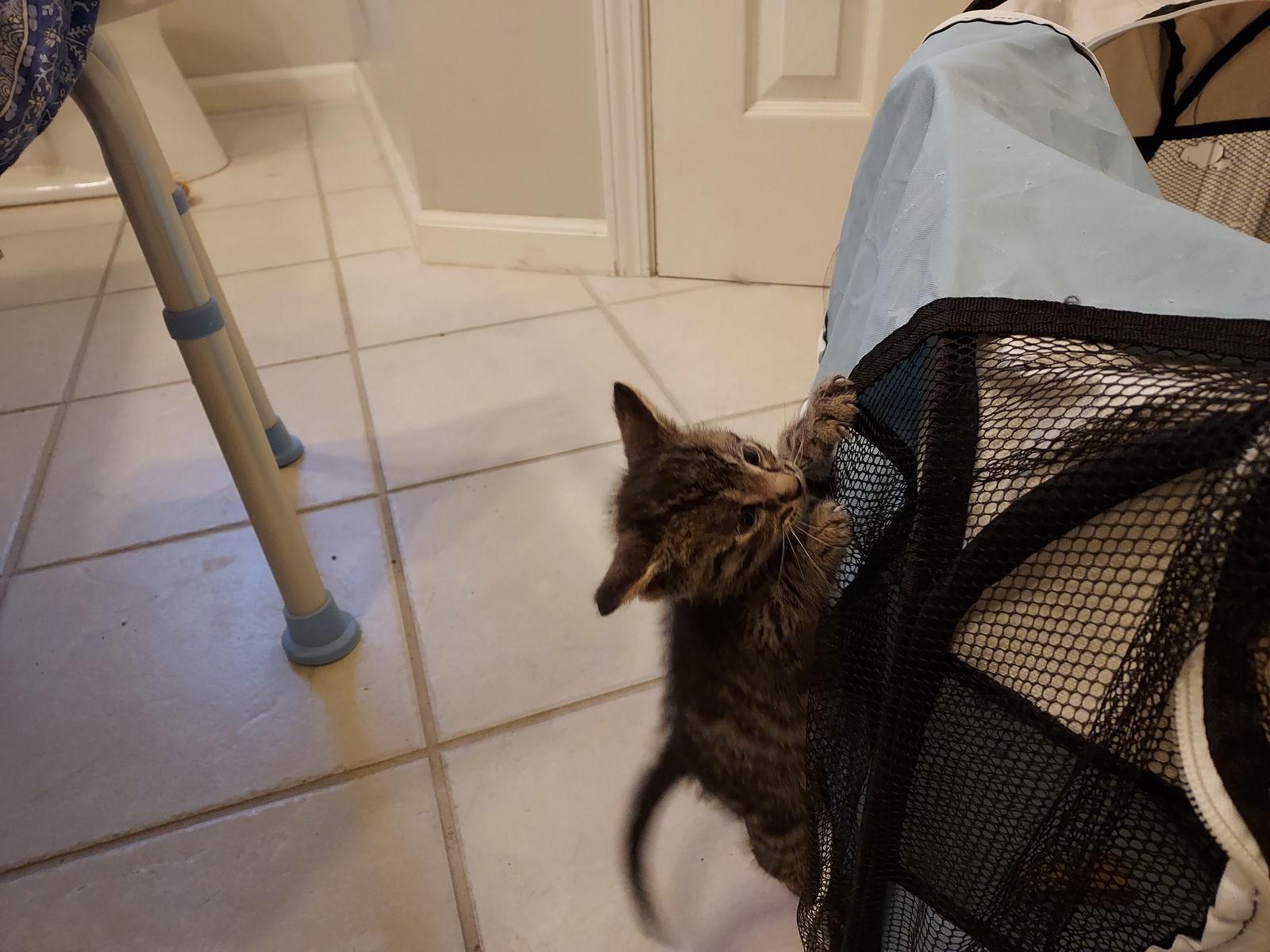 Poseidon, a Adoptable mixed breed in Pineville, LA image 2/6