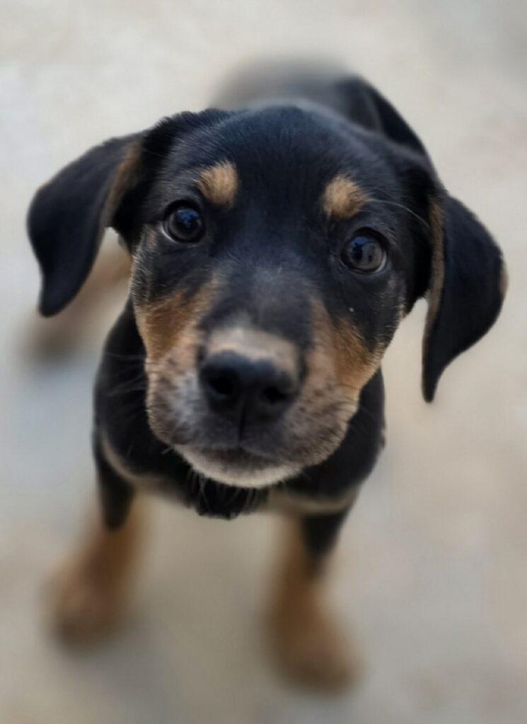 Zelda, an adopted Hound in Red Hook, NY image 5/6