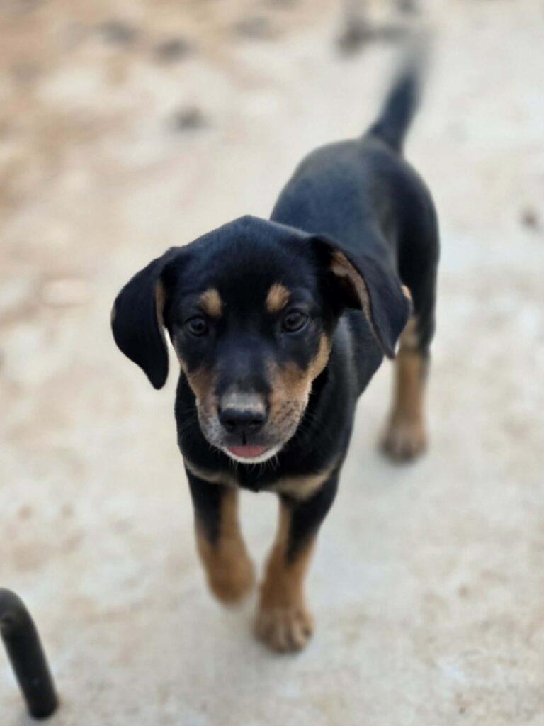 Zelda, adopted, Puppy Female Hound.