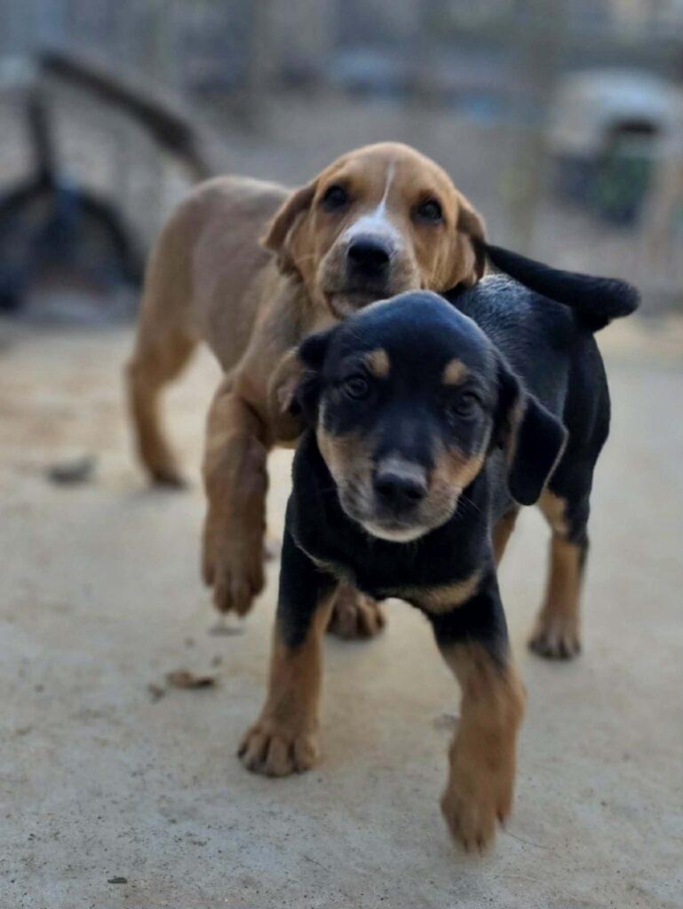 Zelda, an adopted Hound in Red Hook, NY image 4/6