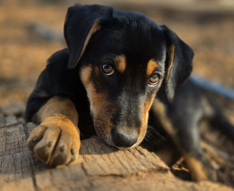 Zelda, an adopted Hound in Red Hook, NY image 3/6