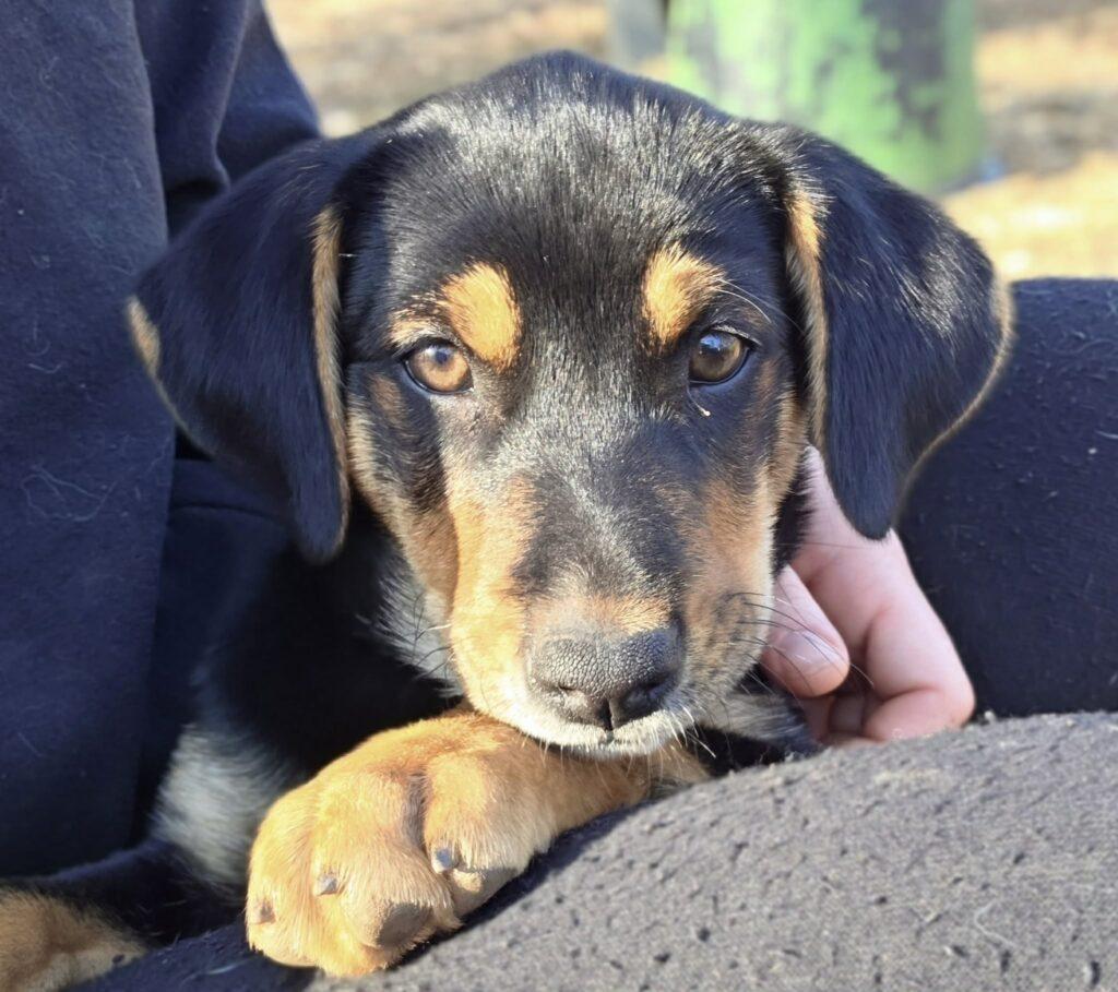 Zelda, an adopted Hound in Red Hook, NY image 2/6