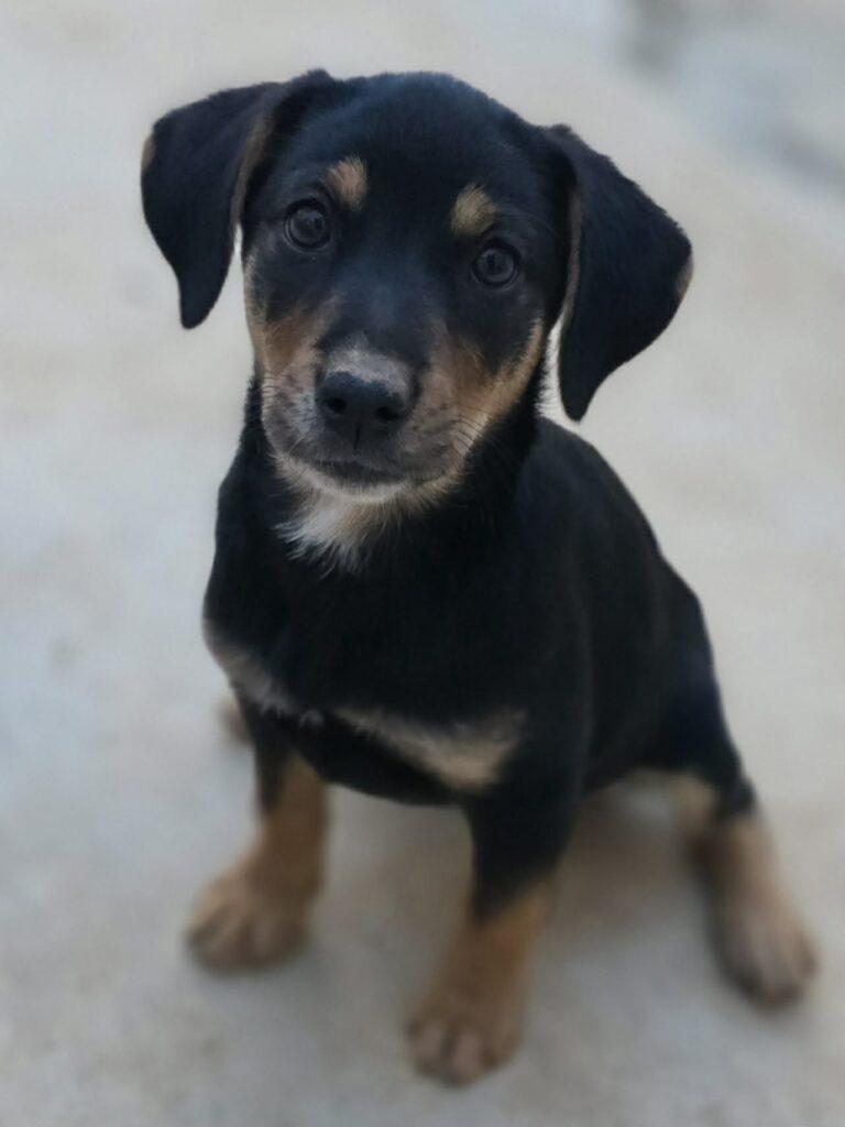 Zelda, an adopted Hound in Red Hook, NY image 6/6
