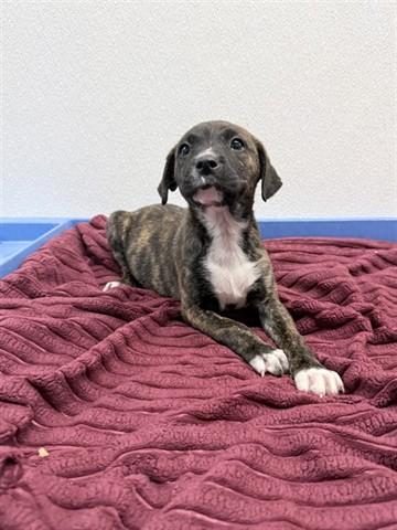 NAVY BEAN, Adoptable, Puppy Female American Bulldog & Mixed Breed.