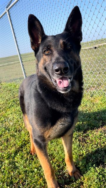 DARRYL, Adoptable, Adult Male German Shepherd Dog & Mixed Breed.
