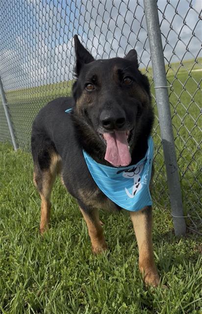 Enlarge DARRYL, a Adoptable mixed breed in Rosenberg, TX image 1/1