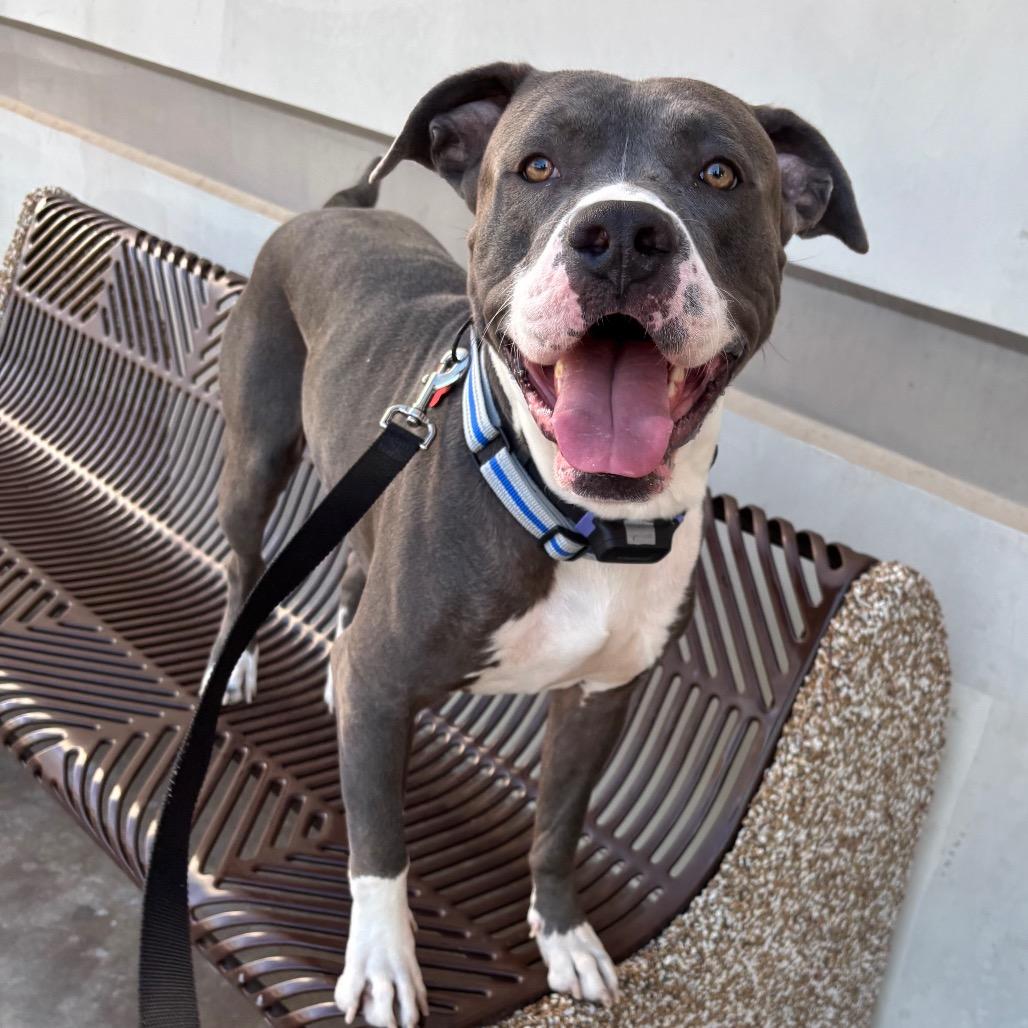 Pookie Bear 53866, a Adoptable Pit Bull Terrier in Las Vegas, NV image 1/6
