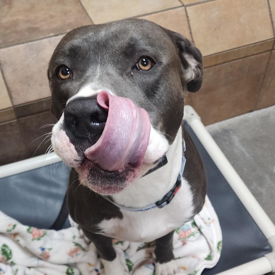 Pookie Bear 53866, a Adoptable Pit Bull Terrier in Las Vegas, NV image 2/6