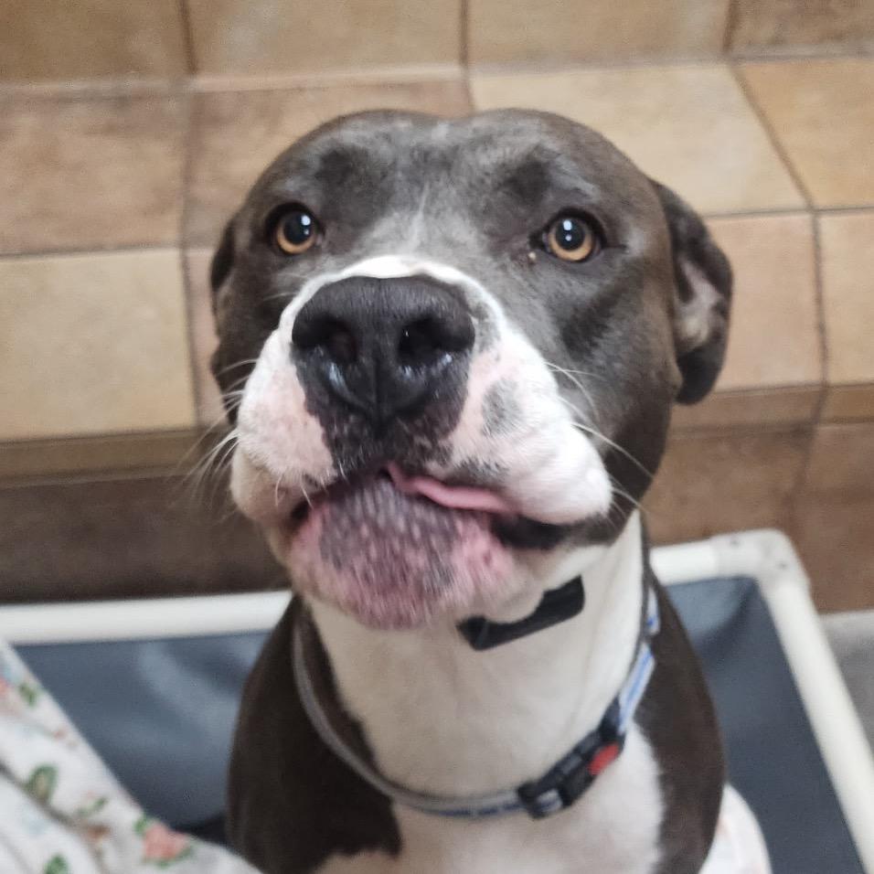 Pookie Bear 53866, a Adoptable Pit Bull Terrier in Las Vegas, NV image 3/6