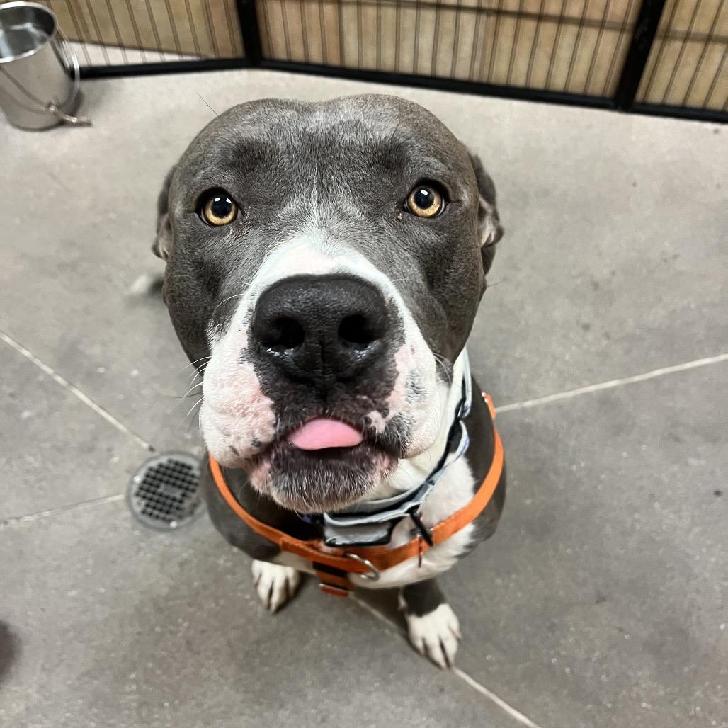 Pookie Bear 53866, a Adoptable Pit Bull Terrier in Las Vegas, NV image 4/6