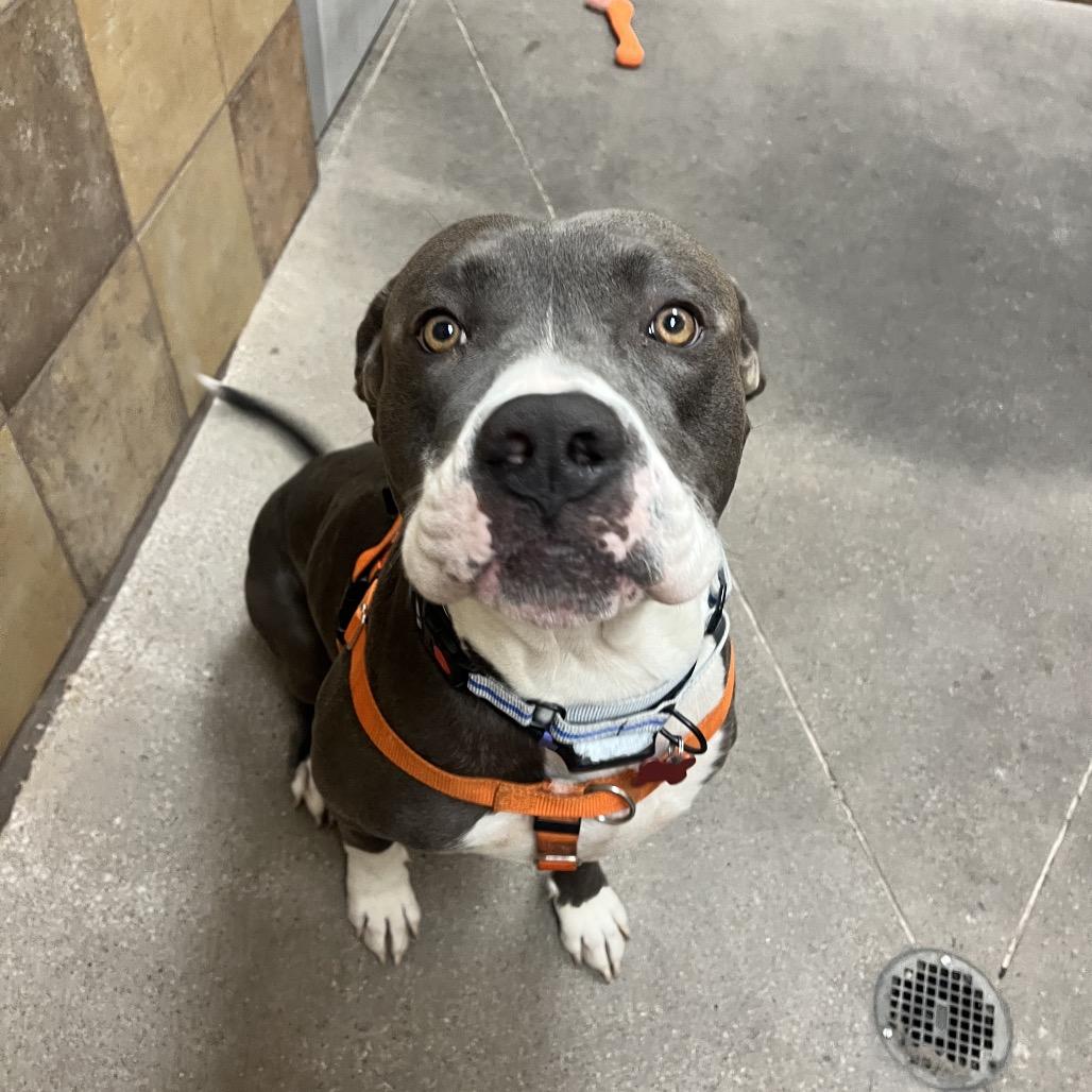 Pookie Bear 53866, a Adoptable Pit Bull Terrier in Las Vegas, NV image 5/6