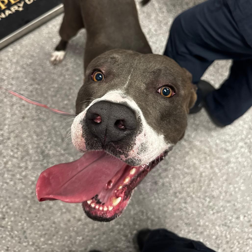 Pookie Bear 53866, a Adoptable Pit Bull Terrier in Las Vegas, NV image 6/6