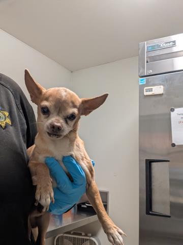 Spartan - URGENT - SENIOR AT RISK, adopted, Senior Male Chihuahua.