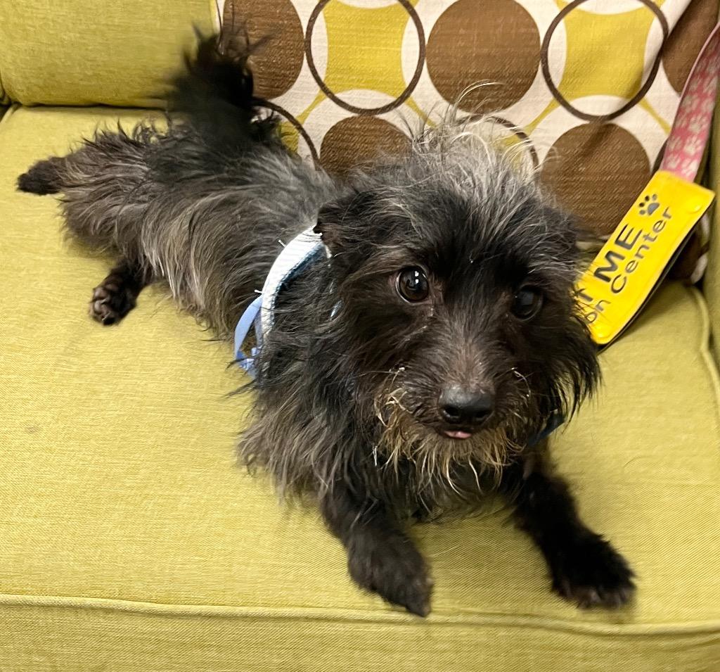 Boba, Adoptable, Young Male Terrier.
