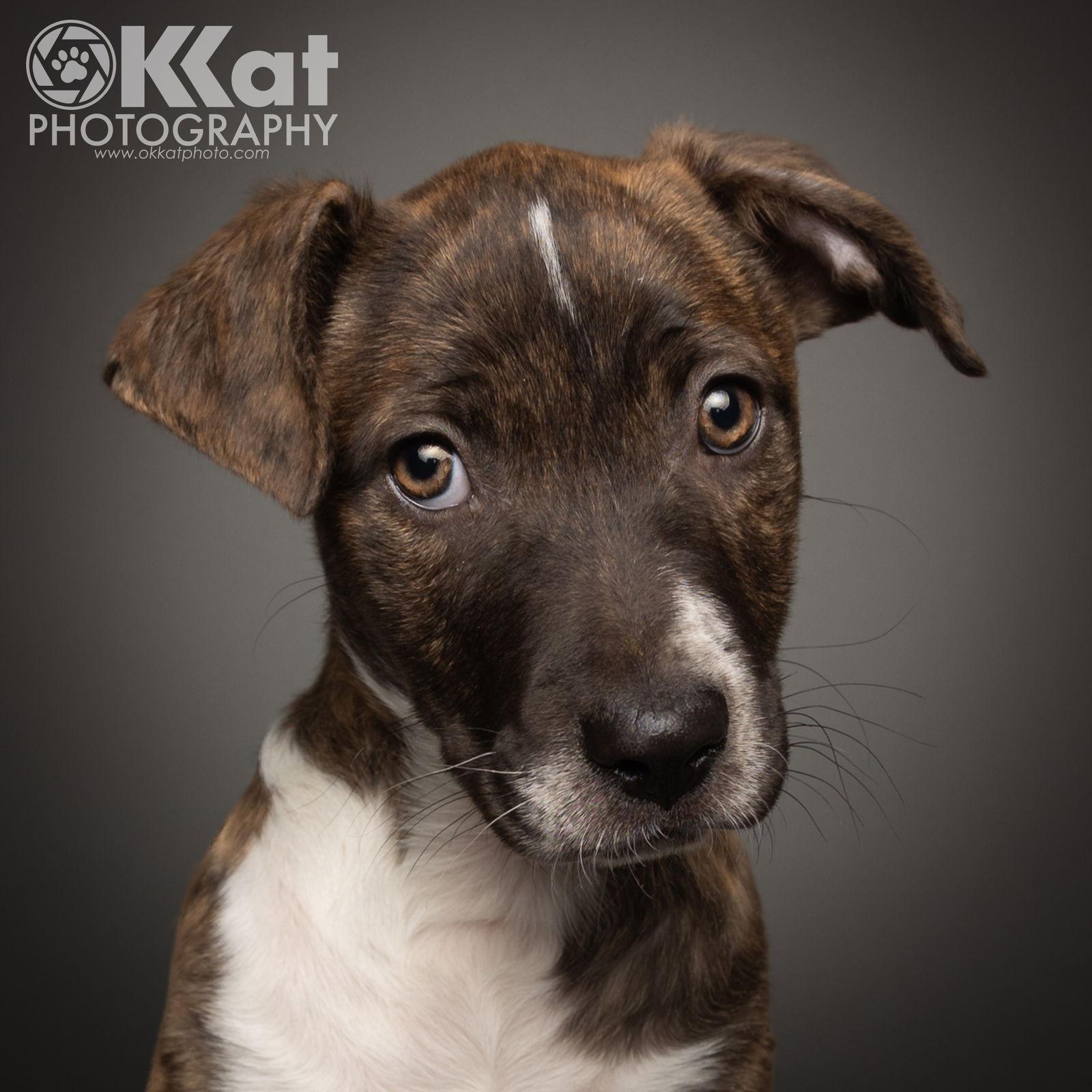 Sheba — thumbnail 2