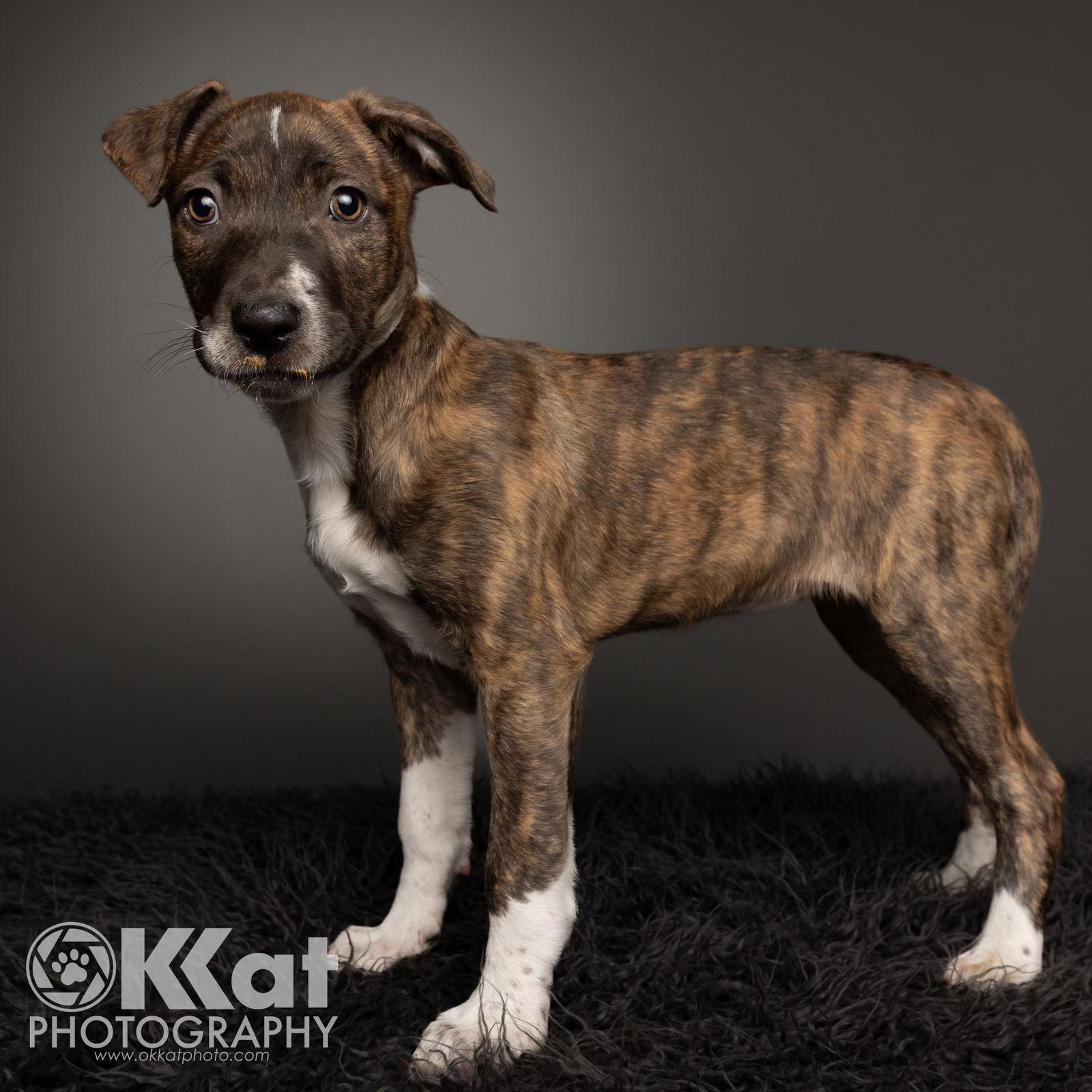 Sheba — thumbnail 3