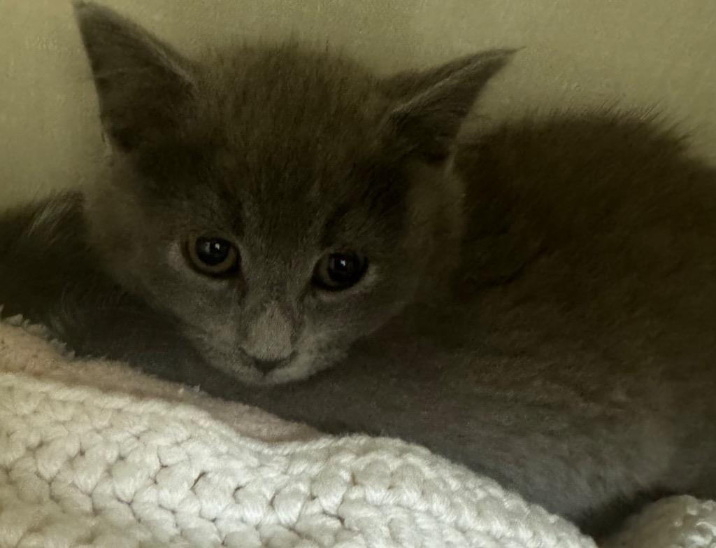 Kermit, Adoptable, Young Male Domestic Short Hair.