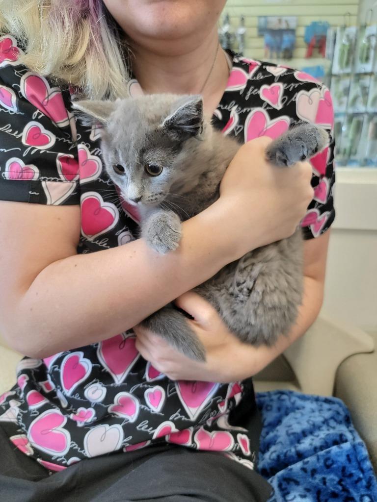 Kermit, a Adoptable Domestic Short Hair in Winnipeg, MB image 3/3