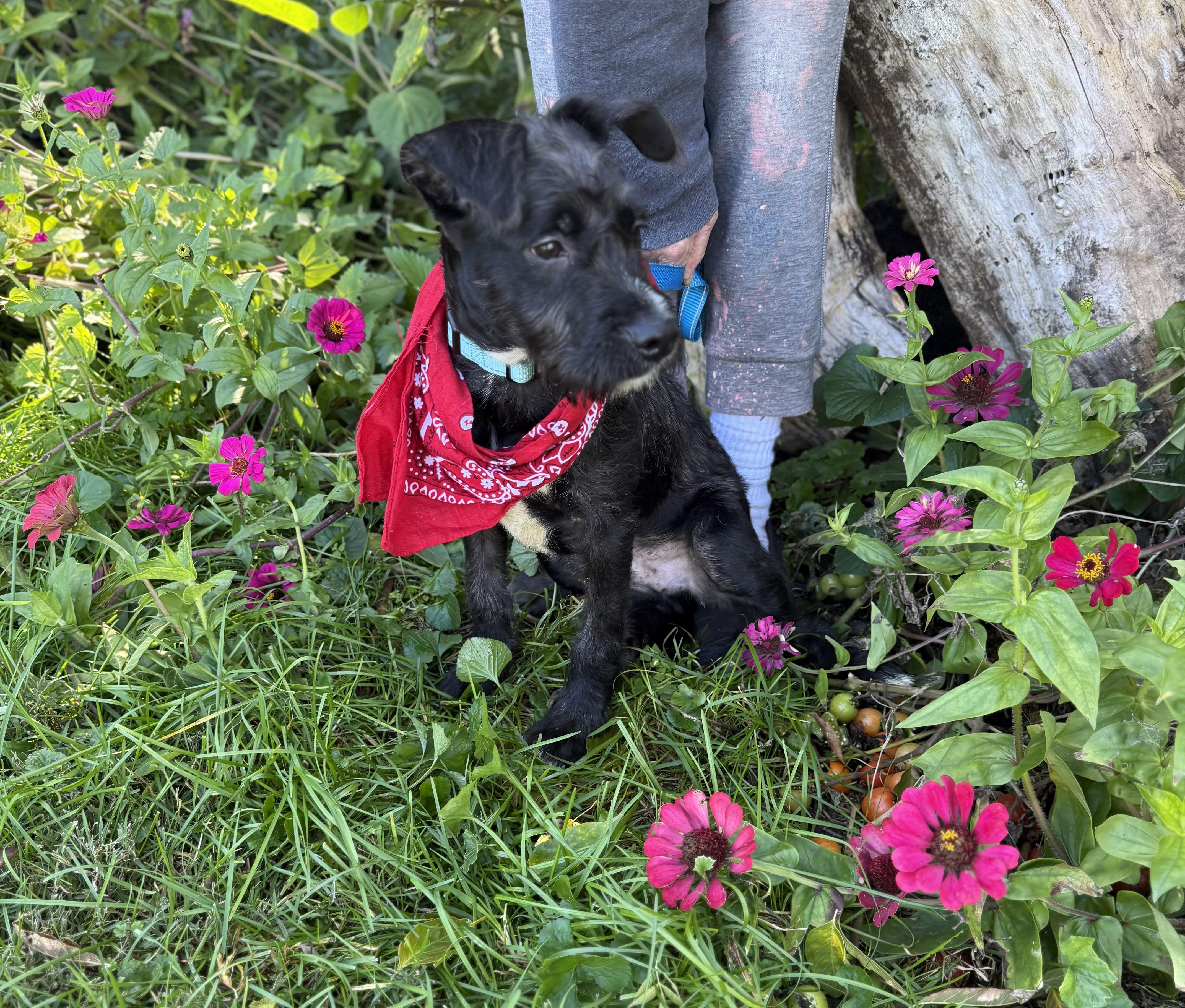 Enlarge Tramp, a Adoptable mixed breed in White Lake, MI image 5/5