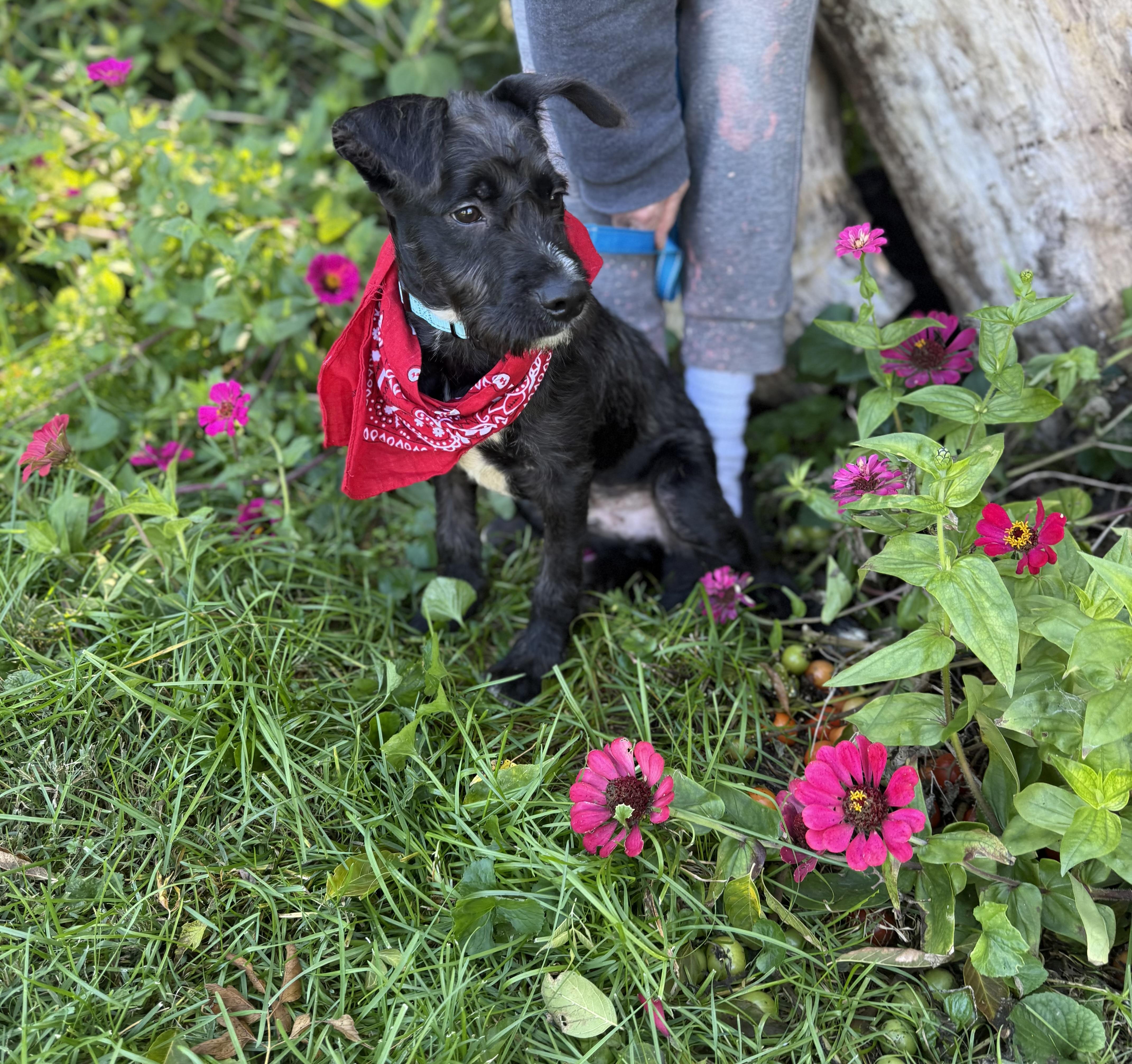Enlarge Tramp, a Adoptable mixed breed in White Lake, MI image 4/5