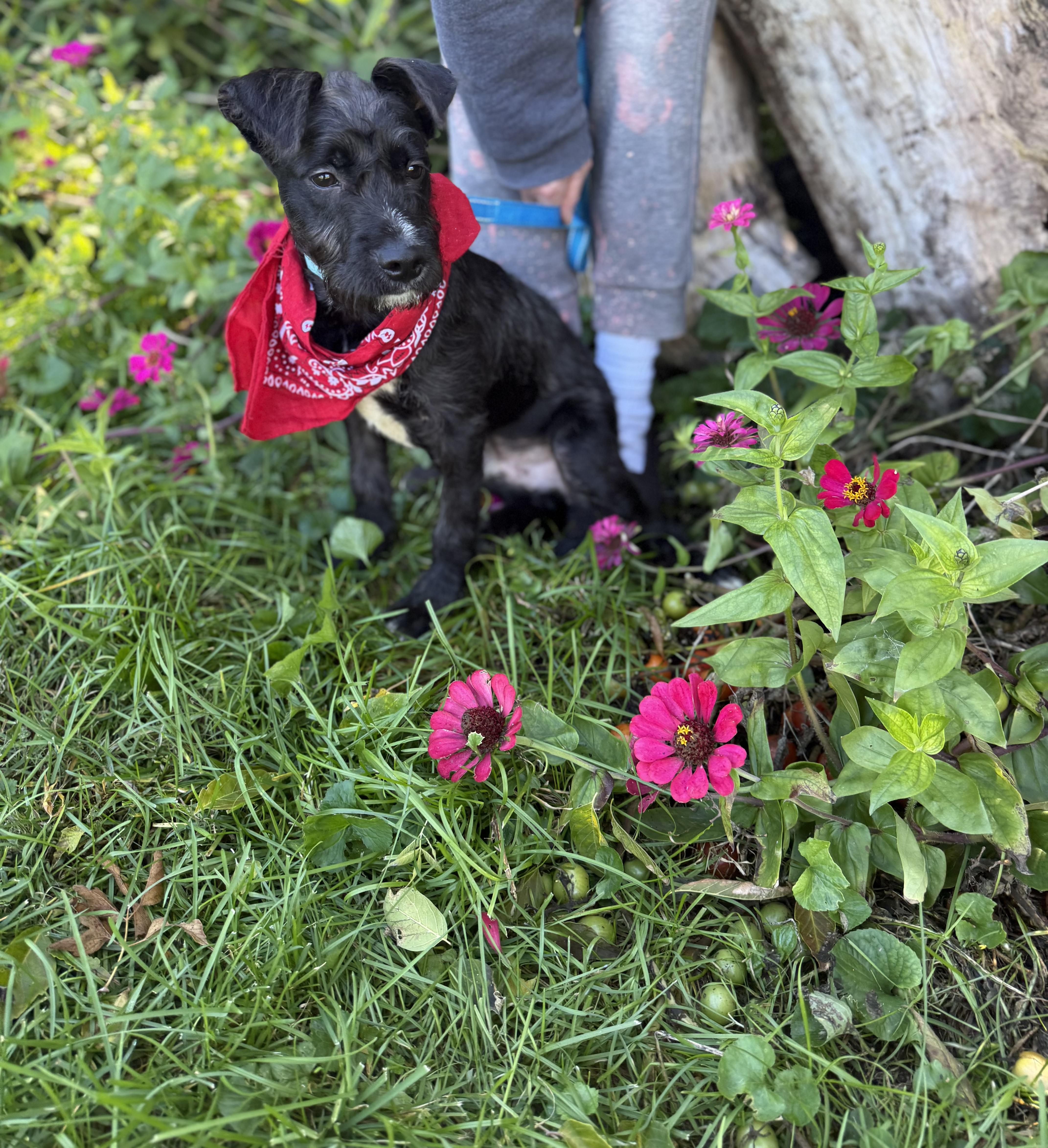 Enlarge Tramp, a Adoptable mixed breed in White Lake, MI image 3/5