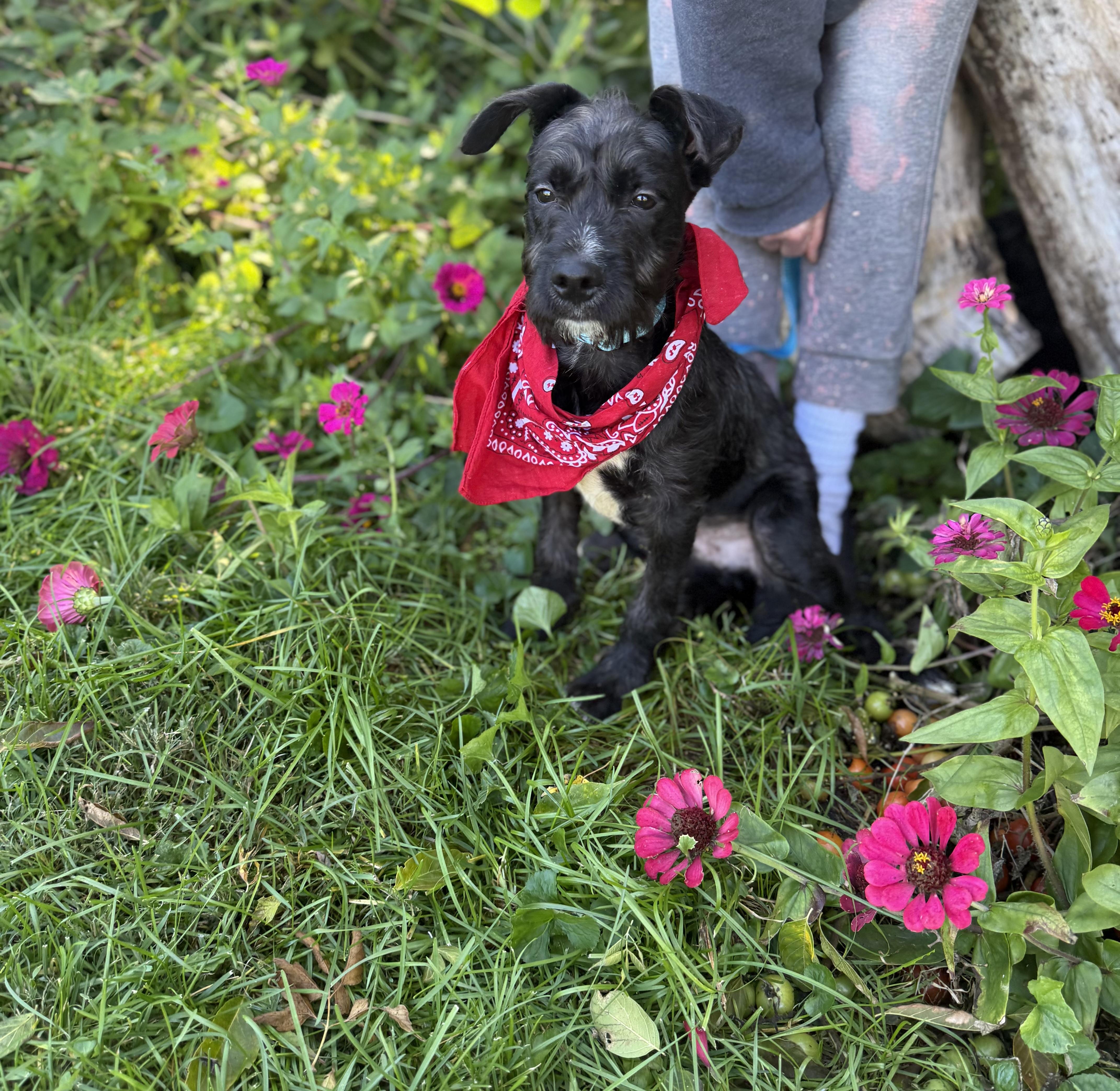 Enlarge Tramp, a Adoptable mixed breed in White Lake, MI image 1/5