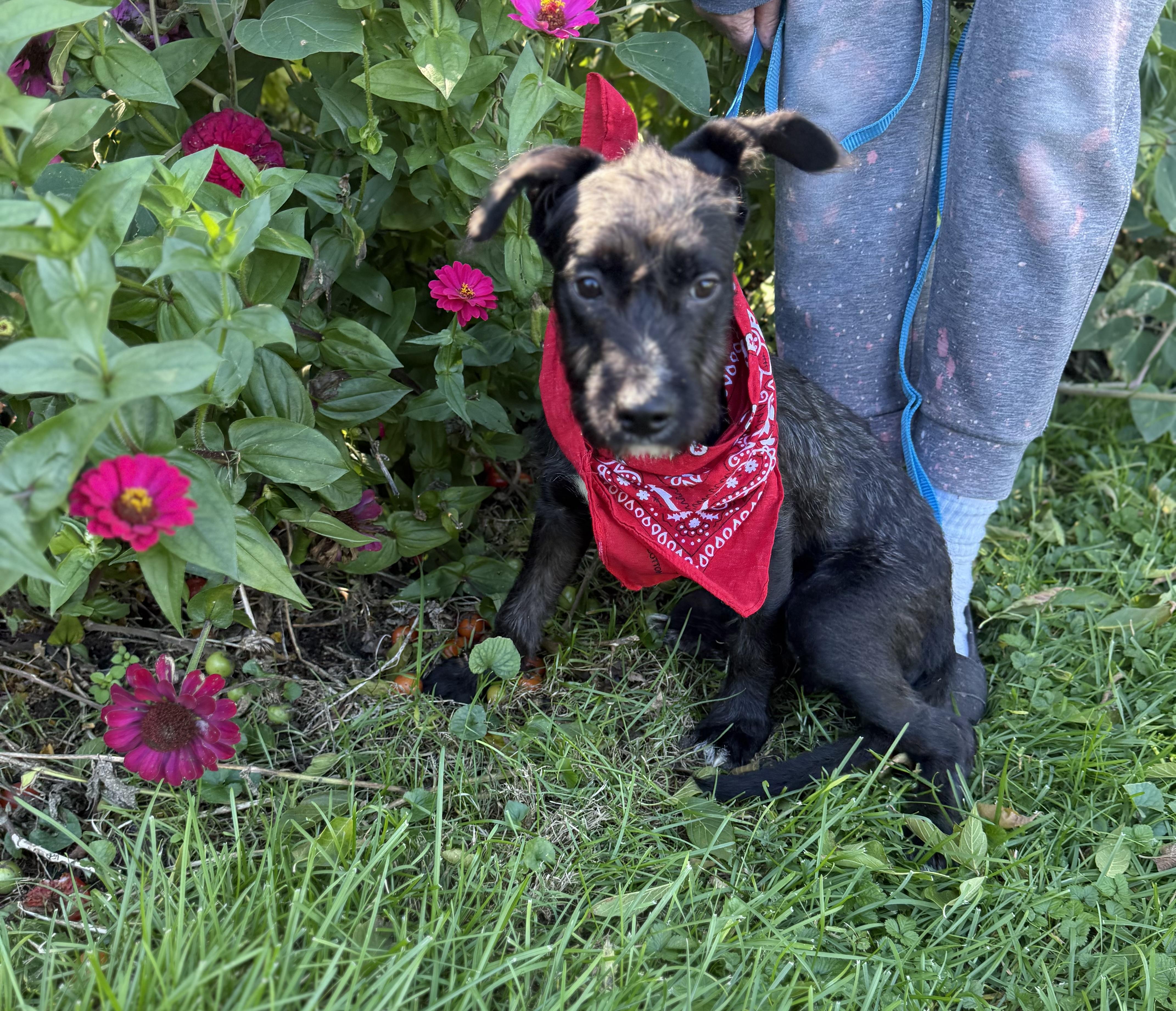 Enlarge Tramp, a Adoptable mixed breed in White Lake, MI image 2/5