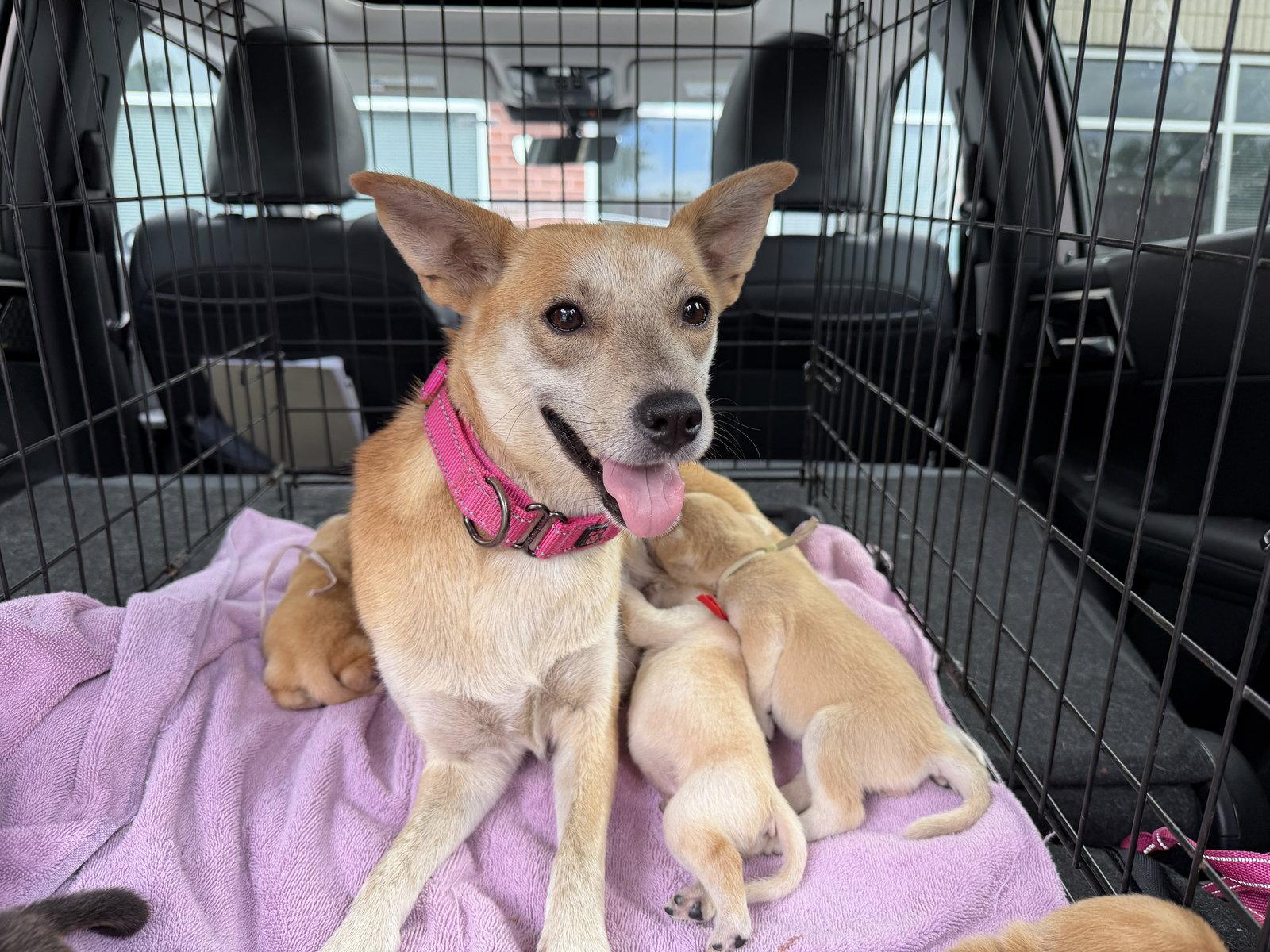 Enlarge Foxy, a Adoptable mixed breed in Holly Springs, NC image 2/3