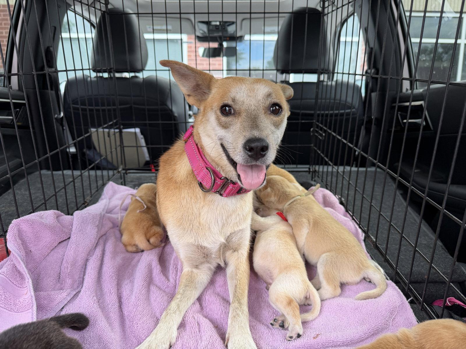Enlarge Foxy, a Adoptable mixed breed in Holly Springs, NC image 3/3