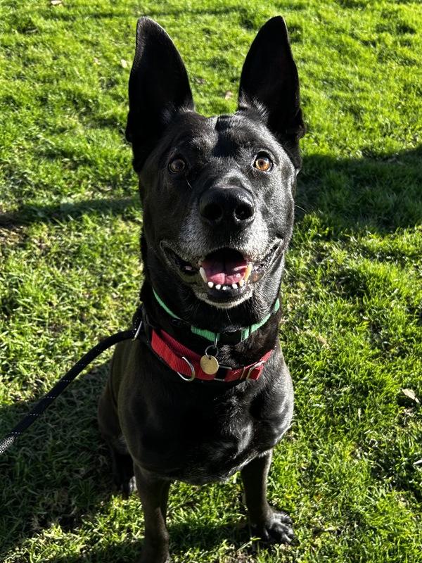 Enlarge Bruce, a Adoptable mixed breed in Oakland, CA image 2/2