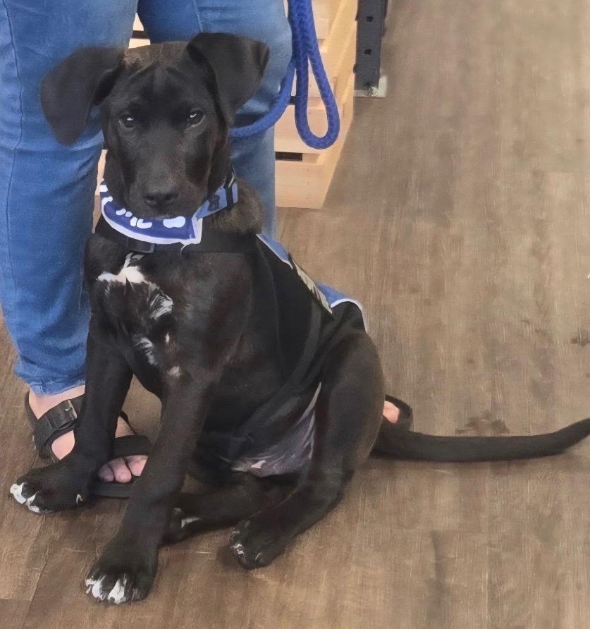 Enlarge Cadbury, a Adoptable Great Dane in Evergreen, CO image 1/1