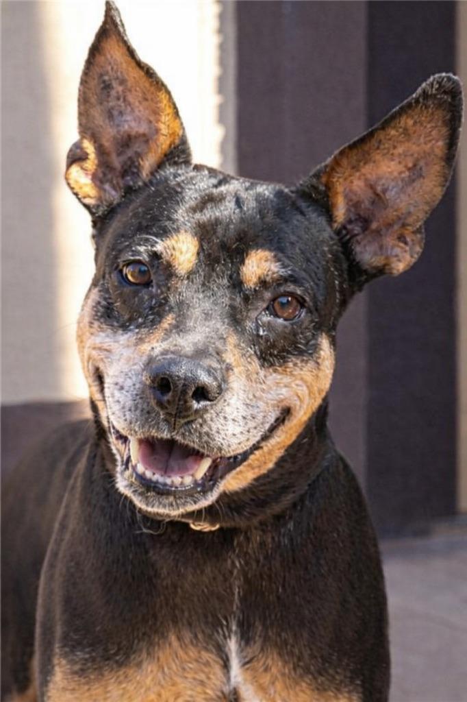 Valor - Adopt Me!, Adoptable, Senior Male Doberman Pinscher & Shepherd.