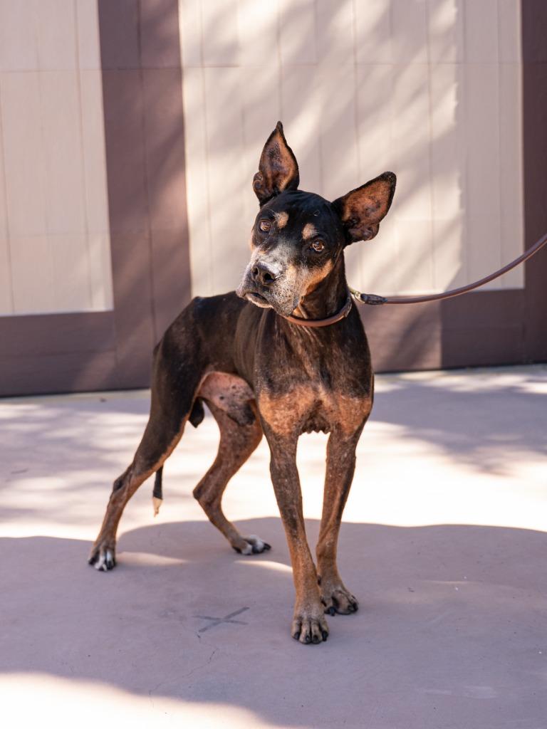 Enlarge Valor - Adopt Me!, a Adoptable mixed breed in Lake Forest, CA image 2/6
